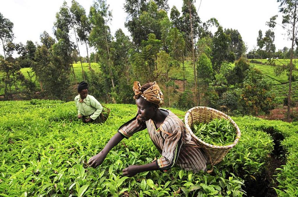 Africa: Agro Finance Africa invests in agriculture