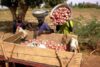 Pourquoi l’Afrique de l’Ouest reste dépendante des importations d’oignons