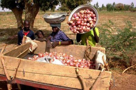 Pourquoi l’Afrique de l’Ouest reste dépendante des importations d’oignons Pourquoi l’Afrique de l’Ouest reste dépendante des importations d’oignons