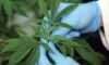 Les Pays-Bas, une opportunité à saisir pour le Maroc sur le marché du cannabis légal