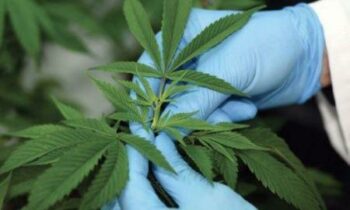 Les Pays-Bas, une opportunité à saisir pour le Maroc sur le marché du cannabis légal