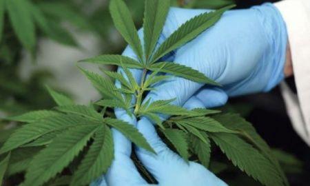 Les Pays-Bas, une opportunité à saisir pour le Maroc sur le marché du cannabis légal Les Pays-Bas, une opportunité à saisir pour le Maroc sur le marché du cannabis légal