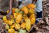 Le Ghana mise sur des plantations industrielles pour relancer sa filière cacao
