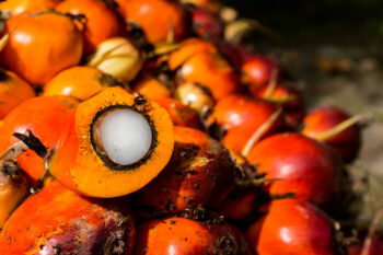Palm oil: 2025 price hike forecast may not materialize
