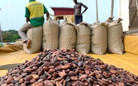 « La création d’une bourse pourrait transformer le secteur africain du cacao » (interview) « La création d’une bourse pourrait transformer le secteur africain du cacao » (interview)