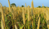 Burkina Faso – China: millet, a strategic lever for food security
