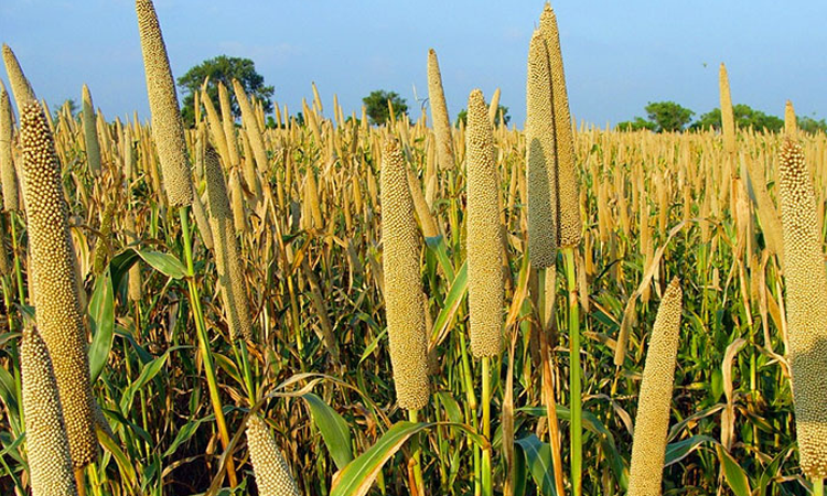 Burkina Faso – China: millet, a strategic lever for food security Burkina Faso – China: millet, a strategic lever for food security