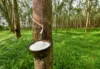 Ivory coast: Strategic investment to modernize the rubber industry