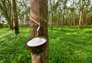 Ivory coast: Strategic investment to modernize the rubber industry
