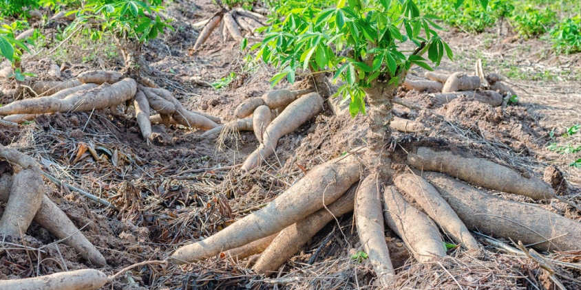 With IDB support, Ivory Coast aims to strengthen cassava value chain With IDB support, Ivory Coast aims to strengthen cassava value chain