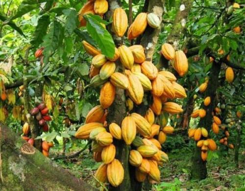 Cacao-café : le Cameroun lance une plateforme de veille, d’alerte et de surveillance de la qualité des produits Cacao-café : le Cameroun lance une plateforme de veille, d’alerte et de surveillance de la qualité des produits