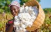 Côte d’Ivoire-Burkina Faso : l’autre duel dans le coton en Afrique de l’Ouest