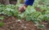 Nigeria : la Banque de l’agriculture bénéficiera d’un soutien public de près d’un milliard $