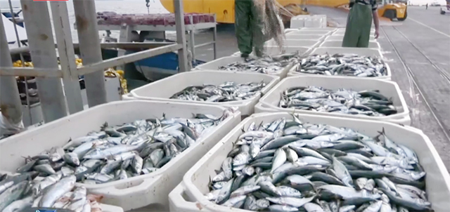 Gabon: strategic break with the EU over fishing agreements