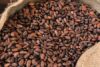 Ghana : vers une nouvelle hausse du prix du cacao pour la saison 2025/2026