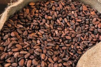 Ghana : vers une nouvelle hausse du prix du cacao pour la saison 2025/2026