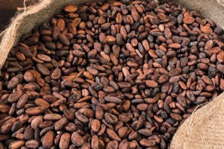 Ghana : vers une nouvelle hausse du prix du cacao pour la saison 2025/2026