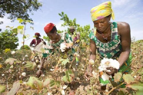 CFA zone: cotton production down nearly 12% in 2024/2025