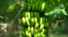 Banane : les exportations du Cameroun reculent de 10 % en mai