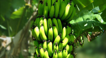 Banane : les exportations du Cameroun reculent de 10 % en mai