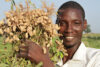 Senegal: 731,000 TONof groundnuts expected for 2024/2025crop year