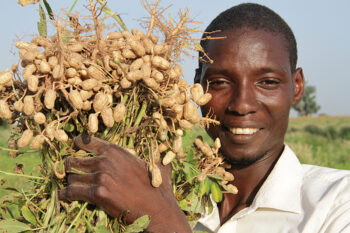 Senegal: 731,000 TONof groundnuts expected for 2024/2025crop year