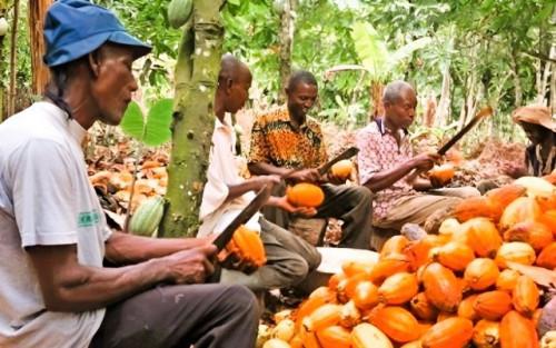 Cacao : le ministre du Commerce anticipe des prix aux producteurs se situant entre 3200 et 5400 FCFA le Kg en 2025-2026 Cacao : le ministre du Commerce anticipe des prix aux producteurs se situant entre 3200 et 5400 FCFA le Kg en 2025-2026
