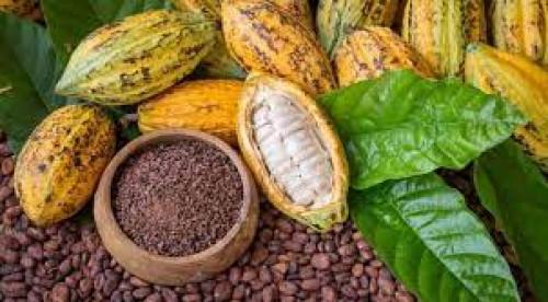 Cacao : 1,7 milliard de FCFA de primes à la qualité pour deux campagnes, au profit des producteurs camerounais Cacao : 1,7 milliard de FCFA de primes à la qualité pour deux campagnes, au profit des producteurs camerounais