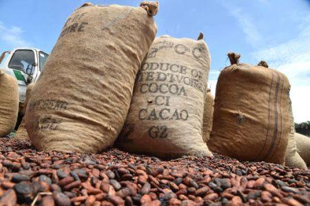 Côte d’Ivoire : les sociétés agricoles paient peu d’impôts sur les bénéfices (Banque mondiale)