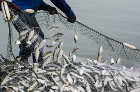 Kenya : la facture des importations de poissons a chuté de 44 % en 2024 Kenya : la facture des importations de poissons a chuté de 44 % en 2024