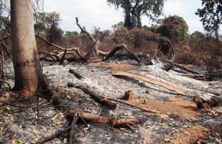Déforestation : un rapport pointe du doigt le décalage entre les engagements et la réalité