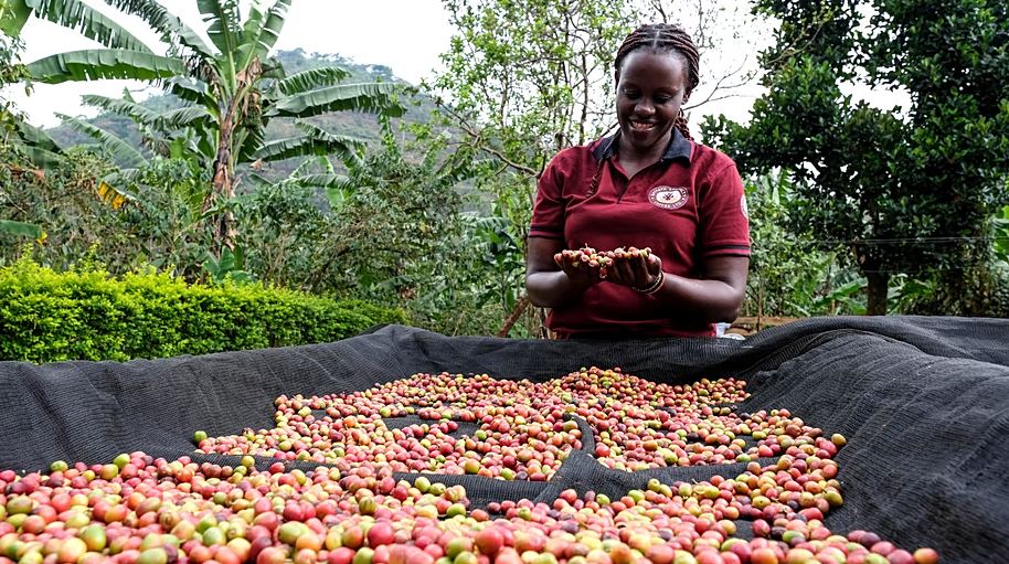 Café : l&rsquo;Ouganda dévient le premier exportateur africain devant l&rsquo;Éthiopie