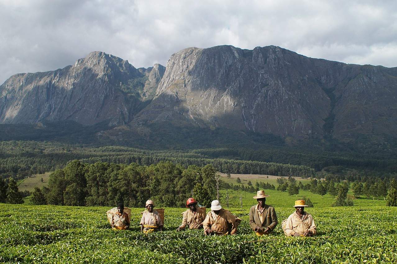Malawi : le mont Mulanje inscrit au patrimoine mondial de l’UNESCO Malawi : le mont Mulanje inscrit au patrimoine mondial de l’UNESCO